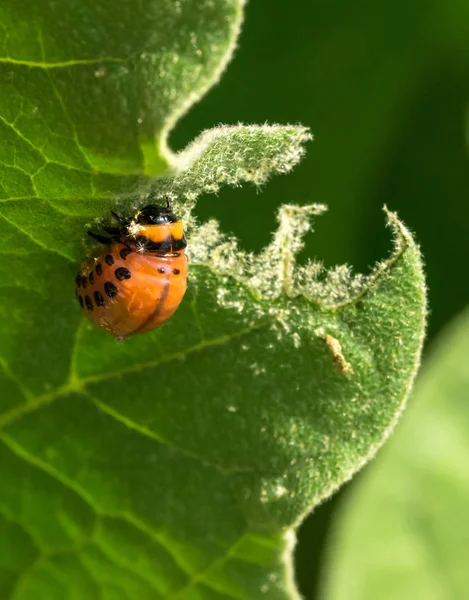 Larva Vermelha Besouro Batata Colorado Praga Jardim — Fotografia de Stock