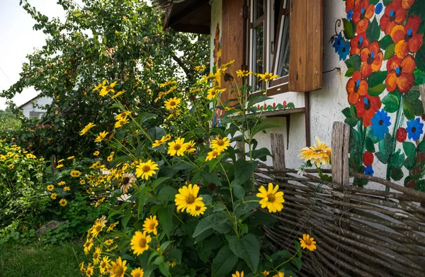 Güneşli sonbahar köy Bahçe çiçek açan ayçiçeği ile