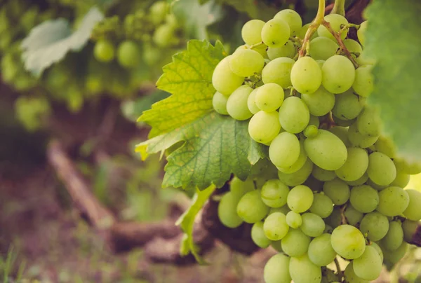 Wijngaarden Van Napa Valley Californië Usa — Stockfoto