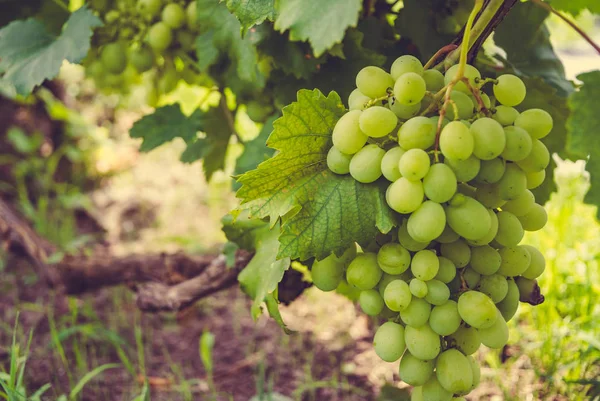 Zonnige Wijngaarden Van Napa Valley Californië Usa — Stockfoto