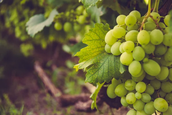 Zonnige Wijngaarden Van Napa Valley Californië — Stockfoto