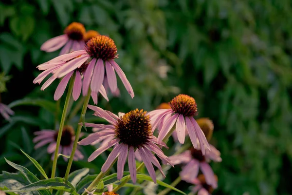 Échinacée Médicinale Florissante Dans Jardin Verdoyant — Photo