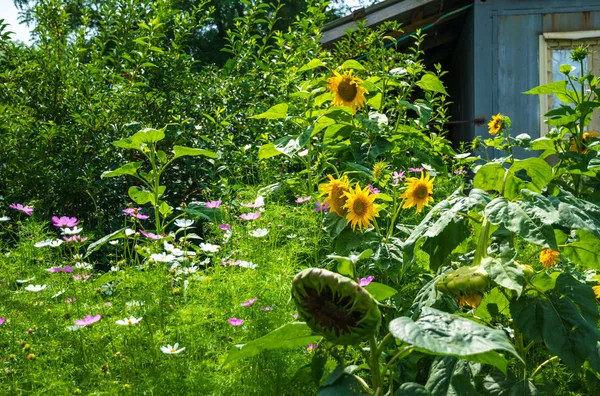 Soleado Jardín Otoño Pueblo Con Girasoles Flor Imágenes de stock libres de derechos