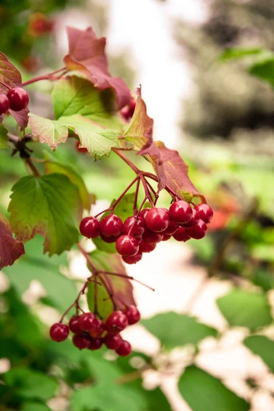 Red bright viburnum. Autumn berries and leaves