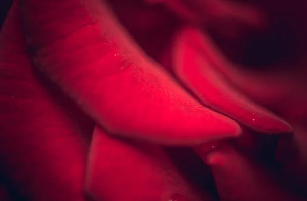 Petals Red Bloody Rose Bud — Stock Photo, Image