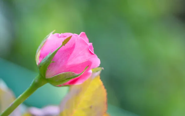 Lindo Botão Rosa Suave Jardim Ensolarado Verão Cartão Festivo — Fotografia de Stock