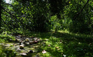 Terk edilmiş bir bahçede elma çürüyen kırpma