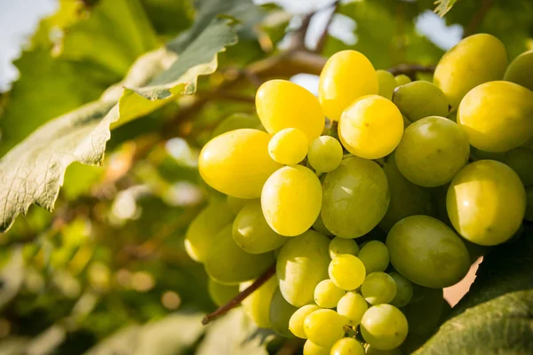 Zonnige Zomer Wijngaarden Van Napa Valley Californië Verenigde Staten — Stockfoto