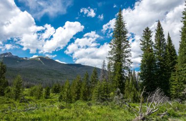 Rocky Dağları'yaz güzel doğası. Colorado, ABD