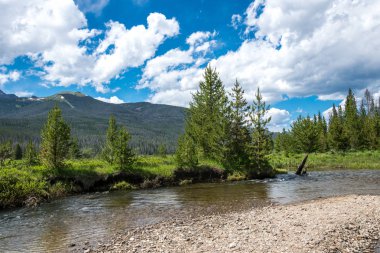 Yeşil ağaçlar, dağ dere ve mavi gökyüzü. Colorado yaz arazi