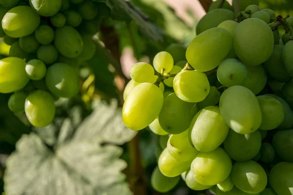 Zomer Oogsten Van Druiven Napa Valley California Usa — Stockfoto