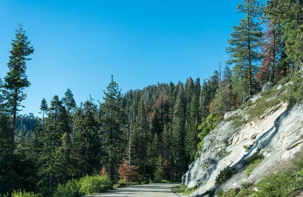 Tűlevelű Erdők Sziklák Erdei Úton Kings Canyon Sequoia Nemzeti Park — Stock Fotó