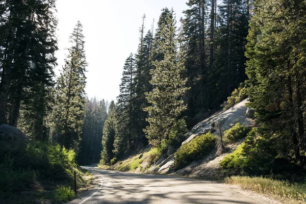 Forest Road Kings Canyon Sequoia National Park Californië Verenigde Staten — Stockfoto