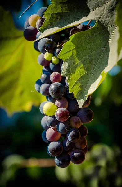 Letní Sklizeň Hroznů Cabernet Napa Valley Kalifornie Usa — Stock fotografie