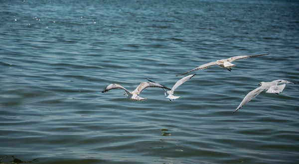 Gulls above the surface of calm water. Beaches of Los Angeles