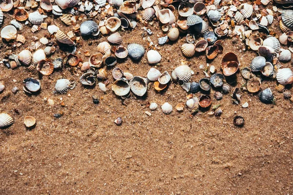 Sea postcard. Seashells and sandy beach
