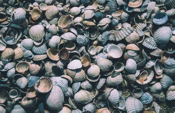 Conchas Marinhas Costa Pacífico Califórnia — Fotografia de Stock