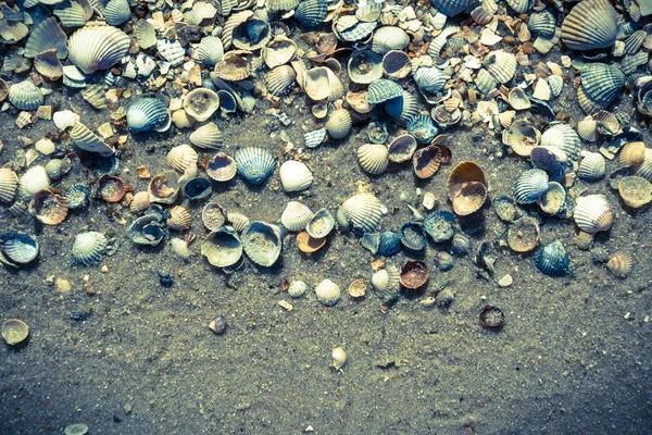 Conchas Marinhas Costa Pacífico Califórnia — Fotografia de Stock