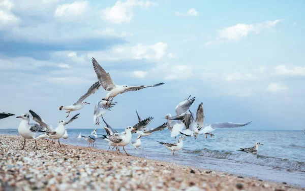 Flock Gulls Sandy Beach Los Angeles California — Stock Photo, Image