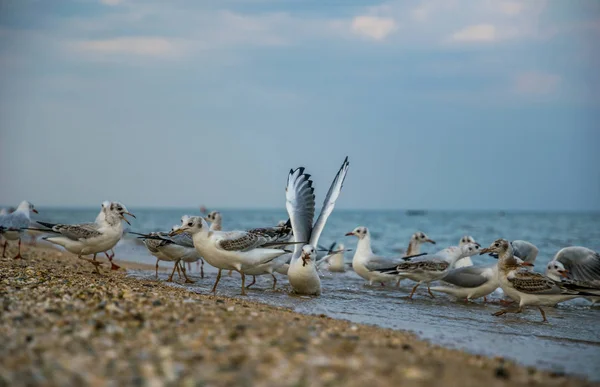 Flock Gulls Sandy Beach Los Angeles California — Stock Photo, Image