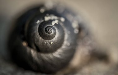 Bir kabuk geometrik desen