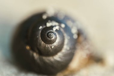 Geometrik desen bir yumuşakça bir kabuk. Doğal simetri