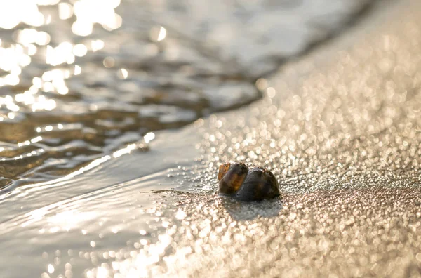 Escargot Mer Sur Fond Plage Été Ensoleillée Sablonneuse — Photo