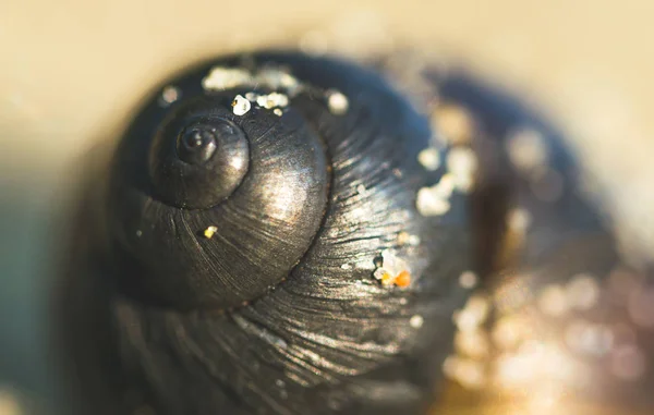 Schéma Géométrique Une Coquille Mollusque Plage Sable — Photo