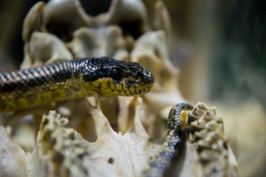 Amerikan King yılan ve eski kafatası