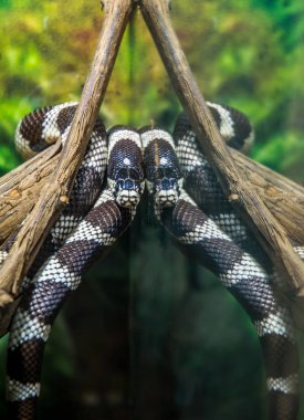 Ölümcül Amerikan Kingsnake ve eski kafatası. Hayvanlar üzerinde çöl