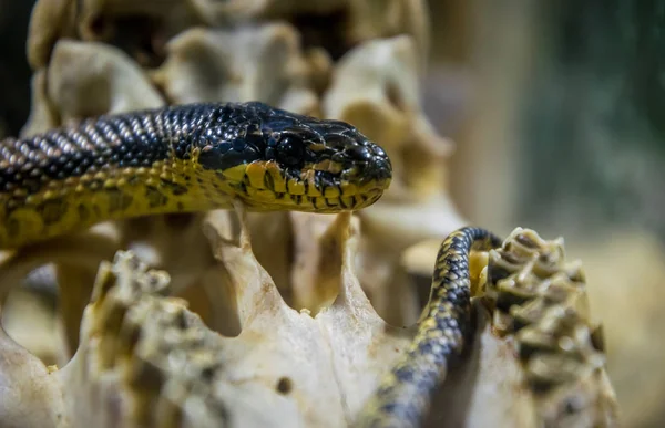 Dodelijke Amerikaanse Lampropeltis Oude Schedel Droge Botten — Stockfoto