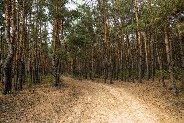 Toprak yol sonbahar çam ormanı içinde