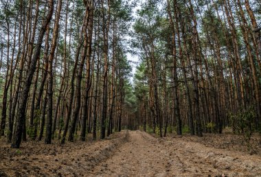 Toprak yol sonbahar çam ormanı içinde