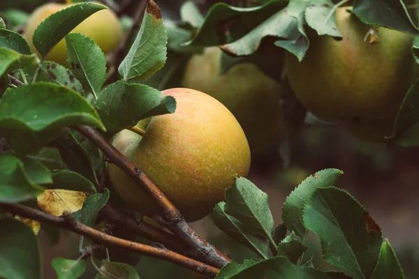 Φθινοπωρινή Συγκομιδή Των Μήλων Στην Καλιφόρνια — Φωτογραφία Αρχείου
