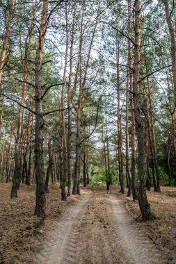 Toprak yol sonbahar çam ormanı içinde