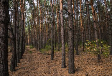 Toprak yol sonbahar çam ormanı içinde