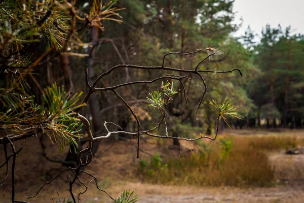 秋の松林の中の未舗装の道路 — ストック写真