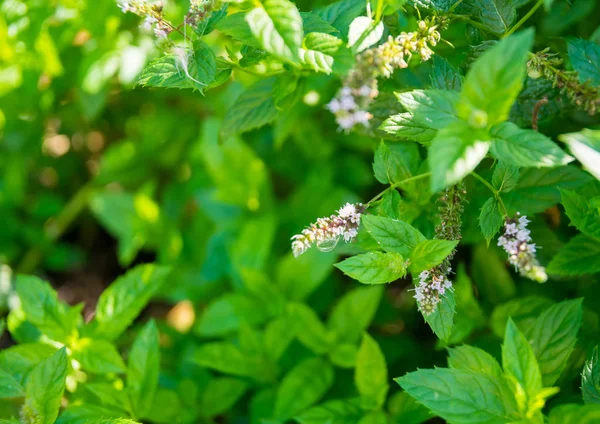 Blooming wild mint. Green summer garden