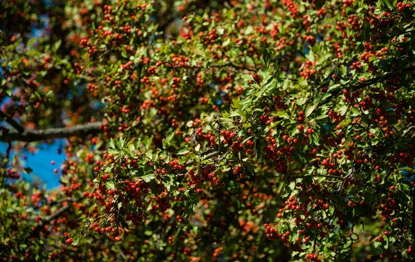 Röda Bär Ett Hagtorn Träd Hösten Skogen — Stockfoto