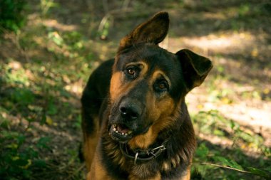 Alman çoban sonbahar ormanda yürüyüş