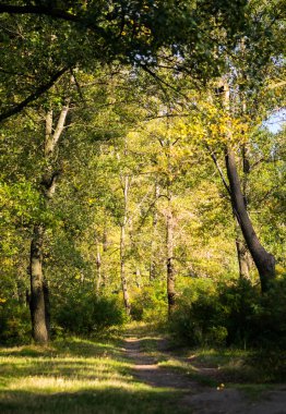 İngiltere'de sonbahar. Yol güneşli sonbahar ormandaki Cumbria'deki/daki oteller