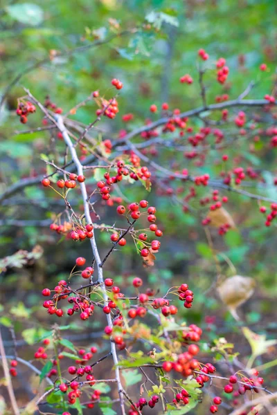 Röda Bär Ett Hagtorn Träd Hösten Skogen — Stockfoto