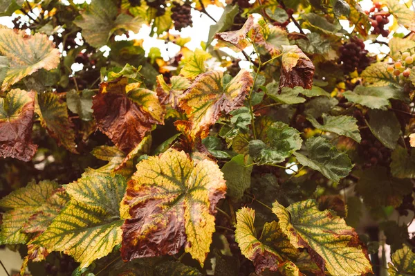 Βροχερή Μέρα Στη Napa Valley Στην Καλιφόρνια Φθινόπωρο Απειλές Των — Φωτογραφία Αρχείου