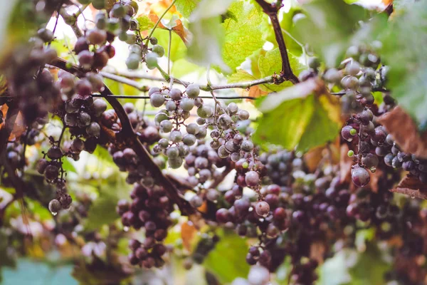 Dia Chuvoso Vale Napa Califórnia Ameaças Outono Uvas Gotas Água — Fotografia de Stock