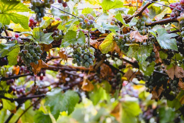 Deszczowy Dzień Napa Valley Kalifornii Jesienne Zagrożeń Winogron Krople Wody — Zdjęcie stockowe