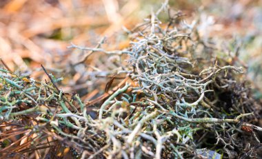 Sonbahar Orman yosun şifa