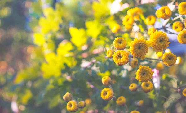 Crisântemo Outono Amarelo Jardim Ensolarado — Fotografia de Stock
