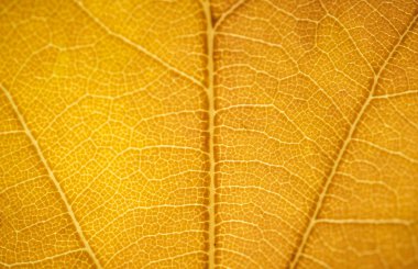 Renkli sonbahar meşe yaprağı closeup