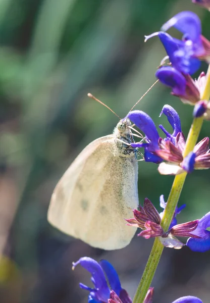 Schmetterling Und Herbstblume Des Feldes Sonnige Karte — Stockfoto