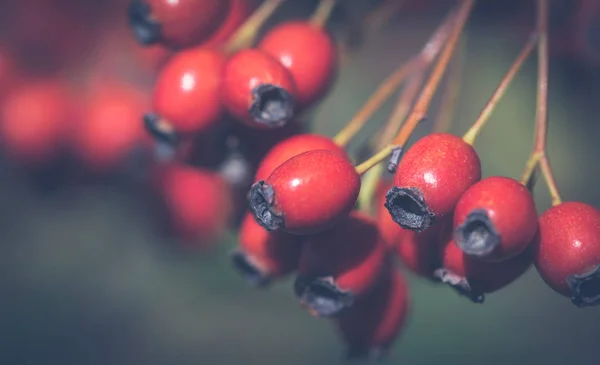 Des Baies Rouges Aubépine Forêt Automne — Photo